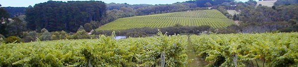 Mornington Peninsula vineyards